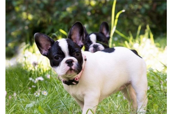 chiots-type-bouledogue-francais-issus-IMGH1473931625_princesse_et_morgan_gallery.jpg