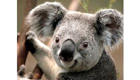 Koala_grid.jpg