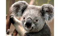 Koala_list.jpg