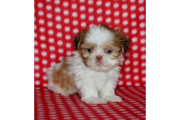 puppies_for_sale_in_pa_pac13-7975_1_gallery.jpg