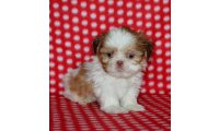 puppies_for_sale_in_pa_pac13-7975_1_list.jpg