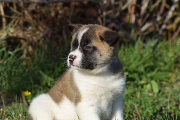 Annonces Recentes Chiot Type Akita Americain Femelle A Donner