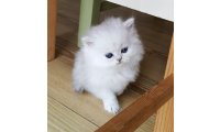 2-gorgeous-male-silver-tipped-chinchilla-kittens-59d2340c6682b_list.jpg