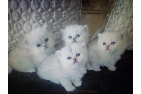 trait-beaux-chatons-silvert-chinchilla--88587-01_gallery.jpg