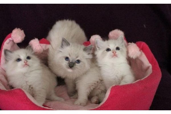 Annonces Recentes Adorable Chatons Type Ragdoll A Donner