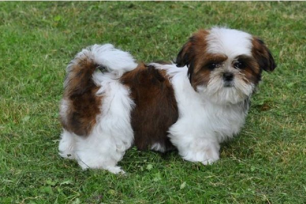 a-donner-chiot-femelle-shih-tzu-pure-race-lof-1327121613_large_gallery.jpg