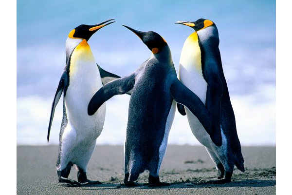 Penguins_gallery.jpg