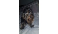 miniature-yorkshire-terrier-5fab1b0ba6095_list.jpg
