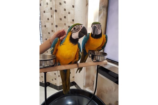 super-tame-blue-and-gold-macaw-babies-5fcd22d5004d7_gallery.jpg