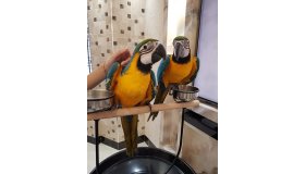 super-tame-blue-and-gold-macaw-babies-5fcd22d5004d7_grid.jpg