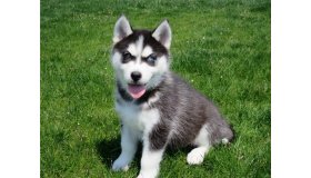 14-weeks-old-siberian-husky-puppies-for-sale-59dae5d05431d_grid.jpg