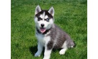 14-weeks-old-siberian-husky-puppies-for-sale-59dae5d05431d_list.jpg