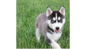 14-weeks-old-siberian-husky-puppies-for-sale-59dae5cf526e2_grid.jpg