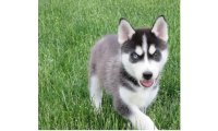 14-weeks-old-siberian-husky-puppies-for-sale-59dae5cf526e2_list.jpg